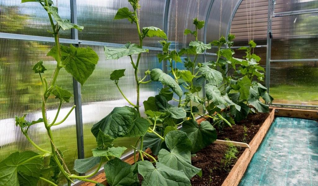 jak zrobić tunel na warzywa