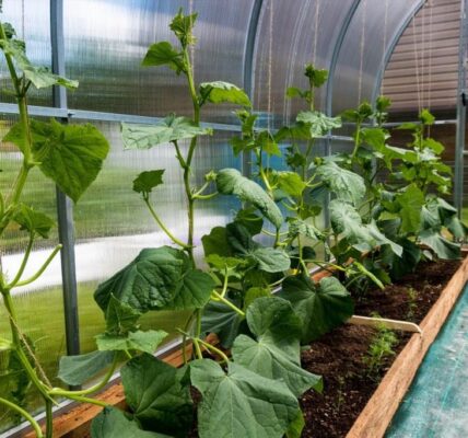 jak zrobić tunel na warzywa