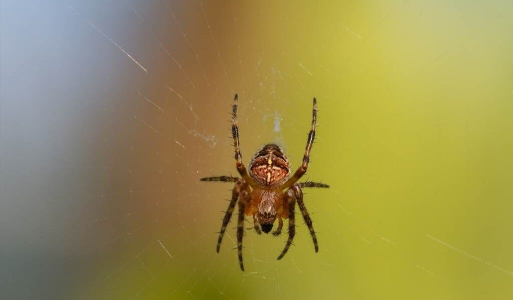 z czego pająki robią pajęczynę